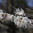 京都府立植物園　桜1