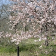 京都府立植物園　桜5