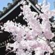 佛光寺　屋根と桜1