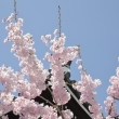 佛光寺　屋根と桜2
