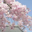佛光寺　屋根と空と桜