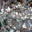くねくね枝に咲く白梅
