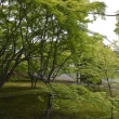 緑あふれる苔の庭