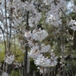 見頃の阿亀桜