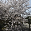 満開の千本釈迦堂桜