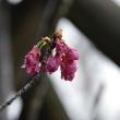 長岡　雨の寒緋桜
