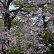 長岡　枝垂れ桜