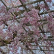 上賀茂神社　みあれ桜