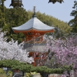正法寺　桜に囲まれる遍照塔