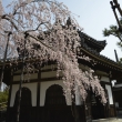 善峯寺　経堂の桜