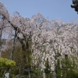 善峯寺　空を覆う桜