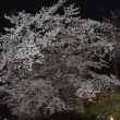 長岡天満宮　夜の桜1