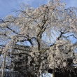 空を覆う妙覚寺の桜