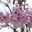 一面ピンクの河津桜