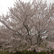 善峯寺　あふれる桜
