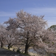 桜続く半木の道