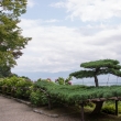 善峯寺　遊龍の松から望む京都