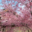 長徳寺の早咲き桜