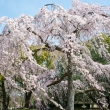 京都御苑　出水の桜-2