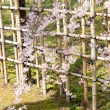 京都御苑　出水の桜-4