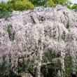 京都御苑　出水の桜-7