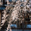祇園白川の春3