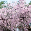 水火天満宮　3月23日の桜3