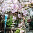 水火天満宮　3月23日の桜5