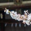 立本寺　3月23日の桜3