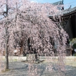 立本寺　3月23日の桜4