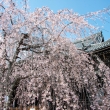 立本寺　3月23日の桜5