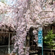 水火天満宮　3月27日の桜1