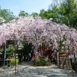 水火天満宮　3月27日の桜2