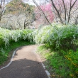 京都府立植物園　白の誘い道