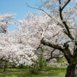 京都府立植物園　あふれる桜