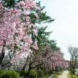 半木の道　3月29日の桜2