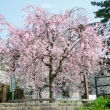 半木の道　3月29日の桜6