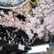 佛光寺　御影堂門脇の桜