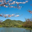 広沢池　おだやかな春景色