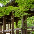 東福寺　新緑の風情