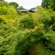 東福寺　あふれる緑