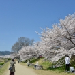 桜が続く鴨川遊歩道