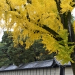 黄色づく京都御苑