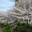 白川の桜並木