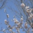 京都府立植物園 2018桜5