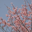京都府立植物園 2018桜11