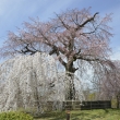 円山公園　青空と枝垂れ桜1