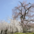 円山公園　枝垂れ桜4