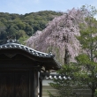 高台寺　瓦と枝垂れ桜