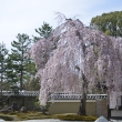 高台寺　方丈前庭の枝垂れ桜4